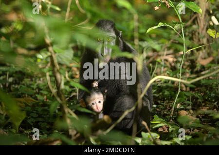 Une femelle adulte de macaque à craché noir de Sulawesi (Macaca nigra) prend soin d'une progéniture pendant une période de sevrage dans la réserve naturelle de Tangkoko, au nord de Sulawesi, en Indonésie. Les interactions entre les facteurs écologiques et sociaux ont un effet significatif sur la survie des sources de crattes de macaques, selon un document de recherche réalisé par des scientifiques du projet Macaca Nigra. L'un des principaux facteurs sociaux est le nombre de femmes dans le groupe. « Les groupes de macaques à crête avec plus de femelles adultes sont mieux en mesure de défendre les ressources contre d'autres groupes », ont-ils écrit. Banque D'Images