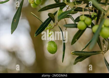 Olives poussant aux vignobles de Kooroomba et à la ferme de lavande près de Boonah dans le Queensland, en Australie Banque D'Images