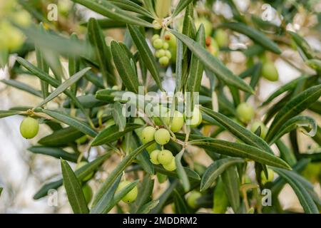 Olives poussant aux vignobles de Kooroomba et à la ferme de lavande près de Boonah dans le Queensland, en Australie Banque D'Images