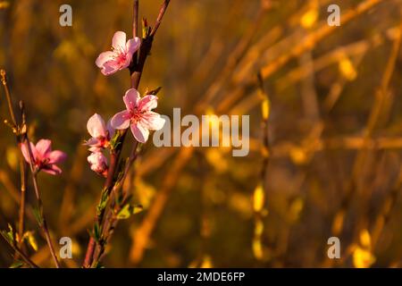 Les amandes fleurissent dans le jardin de printemps. Magnifique fond rose pâle brillant. Une branche d'arbre à fleurs en foyer sélectif. Une image romantique rêveuse de spri Banque D'Images