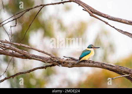 Un petit-pêcheur sacré légèrement humide (Tobramphus sanctus) perché sur une branche en début de matinée dans les zones humides de Narromine, dans l'ouest de la Nouvelle-Galles du Sud Banque D'Images