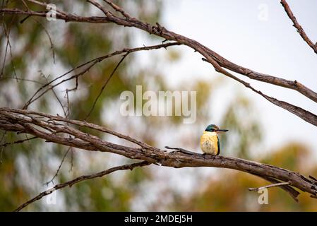 Un petit-pêcheur sacré légèrement humide (Tobramphus sanctus) perché sur une branche en début de matinée dans les zones humides de Narromine, dans l'ouest de la Nouvelle-Galles du Sud Banque D'Images