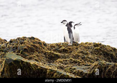 Trois pingouins de Chinstrap (Pygoscelis antarcticus) se dressent ensemble sur une grande roche recouverte d'algues lors d'un jour sombre dans l'Antarctique. Banque D'Images