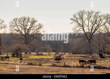 Pâturage rural. Le Texas a ranch des terres agricoles en hiver. Banque D'Images