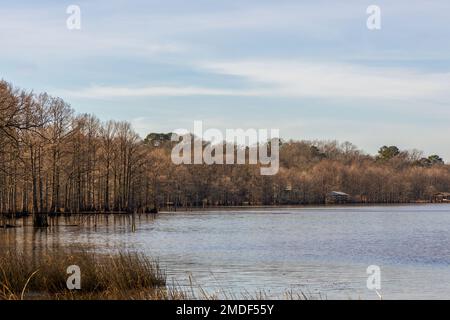 De magnifiques cyprès sur le lac Caddo, en Louisiane, le jour d'hiver Banque D'Images