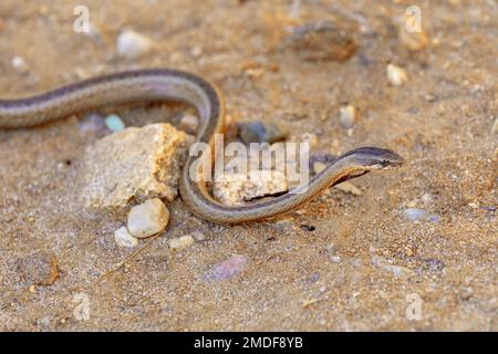 Le Liophidium est un genre de serpents endémiques de la famille des Pseudoxyrhophiidae, parc national d'Isalo Banque D'Images