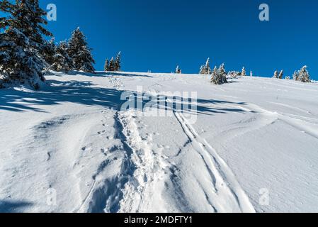 Paysage de montagne d'hiver avec de la neige, de petits arbres et un ciel clair en dessous du sommet de la colline de Kralicky Sneznik sur les frontières tchèques - polonais Banque D'Images