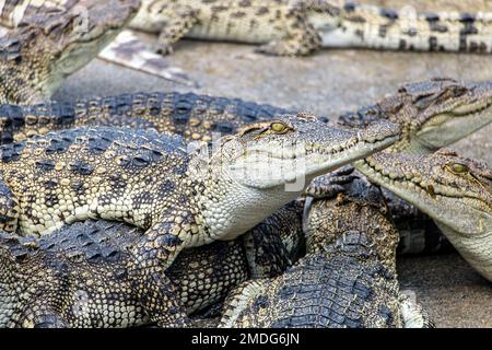 Les crocodiles de monter sur l'autre. De nombreux petits crocodiles sur heap. Banque D'Images