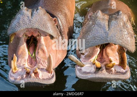 Une paire d'hippopotames se tient dans l'eau et ouvre largement la bouche Banque D'Images