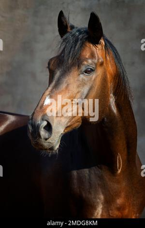 Un gros plan vertical tchèque WarmBlood en plein soleil sur fond gris Banque D'Images