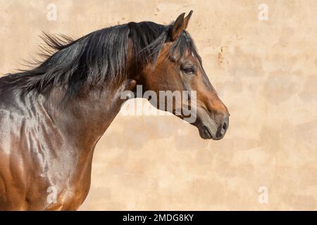 Gros plan sur un cheval de WarmBlood tchèque exposé au soleil sur fond gris Banque D'Images