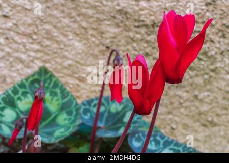 Vue rapprochée des fleurs de cyclamen rouge vif en plein air dans le jardin d'hiver Banque D'Images