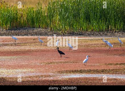 Huit Egrets enneigés (Egretta thula) et un Ibis à fond blanc (Plegadis chihi) se frayant dans un étang recouvert d'algues roses à Farmington Bay WMA, Farmington, UT. Banque D'Images