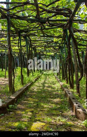 Vignes dans un vignoble, Ravello, Italie Ravello est une commune et commune située au-dessus de la côte amalfitaine dans la province de Salerne, Campanie, Italie du Sud, Banque D'Images