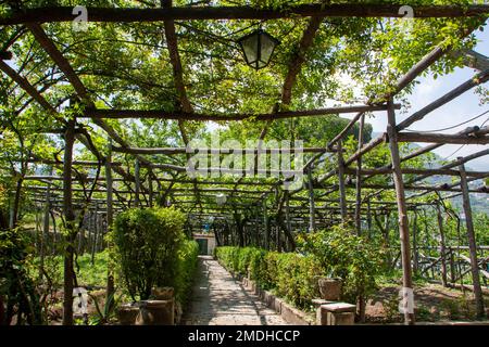 Vignes dans un vignoble, Ravello, Italie Ravello est une commune et commune située au-dessus de la côte amalfitaine dans la province de Salerne, Campanie, Italie du Sud, Banque D'Images