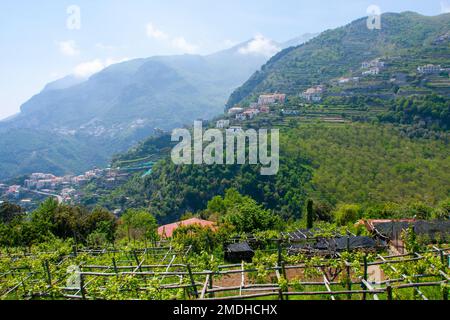 Vignes dans un vignoble, Ravello, Italie Ravello est une commune et commune située au-dessus de la côte amalfitaine dans la province de Salerne, Campanie, Italie du Sud, Banque D'Images