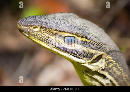 Poncer Goanna avec sa membrane nistitante fermée.Varanus gouldii immature Bundaberg Australie Banque D'Images