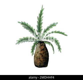 Dessin aquarelle de palmier court, plante tropicale de l'ère des dinosaures isolée sur fond blanc. Illustration réaliste en marron et vert Banque D'Images