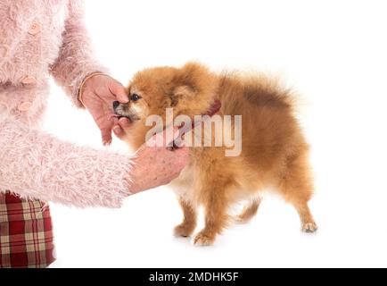 pomeranian senior devant un fond blanc Banque D'Images
