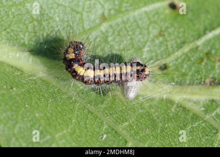 Pupa de parasitoïdes (Hyménoptères: Braconidae) sous hôte laqué - chenille. Banque D'Images