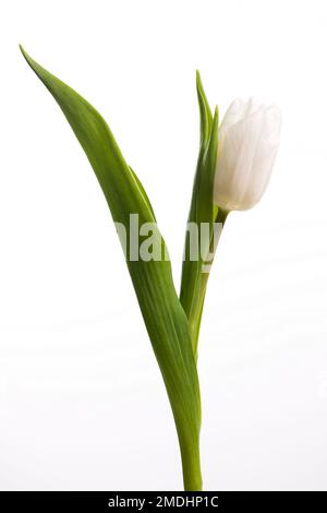 Une tulipe blanche unique, photographiée un fond blanc Uni Banque D'Images