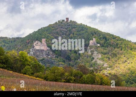 France, Haut-Rhin (68), route des vins d'Alsace, Hunawihr, le vignoble, châteaux de Saint-Ulrich et Girsberg. Alsace, automne Banque D'Images