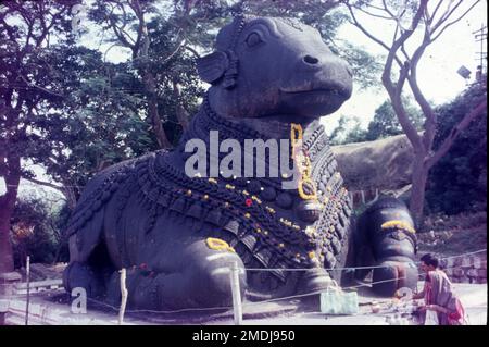 Temple hindou dédié à Nandi avec une sculpture massive et populaire d'un taureau sculpté dans la pierre. D'environ 16 pieds de hauteur et 24 pieds de long, ce Nandi au sommet des collines de Chamundi est le troisième plus grand en Inde. Bien que Nandi soit trouvé ornant les temples Shiva, c'est l'une des rares statues autonomes. Banque D'Images