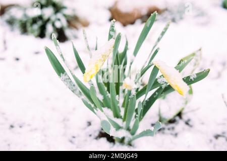 La jonquille jaune de printemps pery fleurit dans le jardin de printemps sous la neige. Banque D'Images