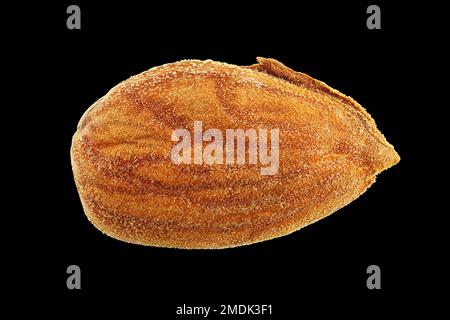 Prunus dulcis, Almond, Mandelbaum, gros plan, graines, 18-25 mm de long Banque D'Images