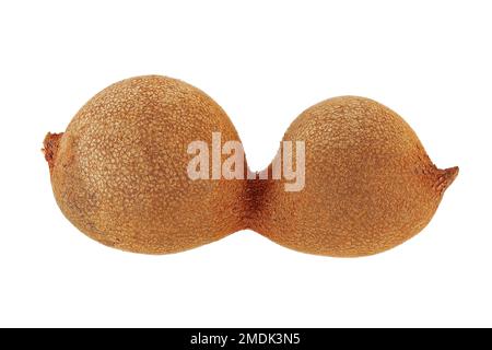 Tamarind, Tamarind, Tamarindenbaum, gros plan, fruit Banque D'Images