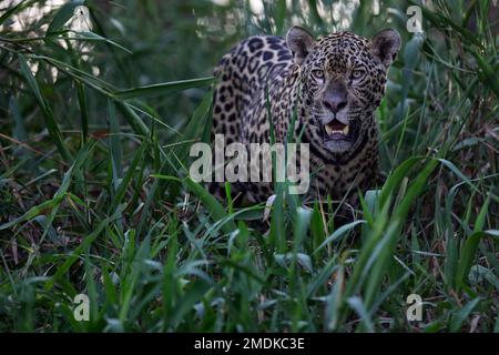 Jaguar sauvage debout dans l'herbe verte supérieure au bord de la rivière Piquiri, un affluent de la rivière Cuiaba, dans le nord du Pantanal, au Brésil. Banque D'Images