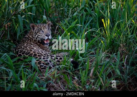 Jaguar sauvage reposant au bord de la rivière Piquiri, affluent de la rivière Cuiaba, dans le nord du Pantanal, au Brésil. Banque D'Images