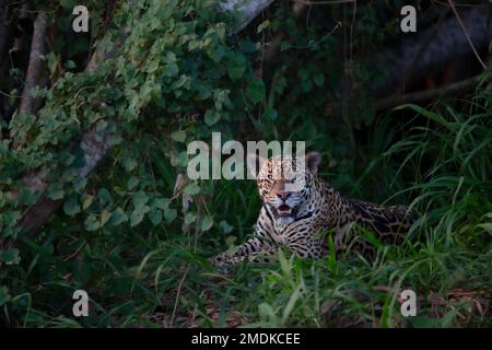 Jaguar sauvage reposant au bord de la rivière Piquiri, affluent de la rivière Cuiaba, dans le nord du Pantanal, au Brésil. Banque D'Images