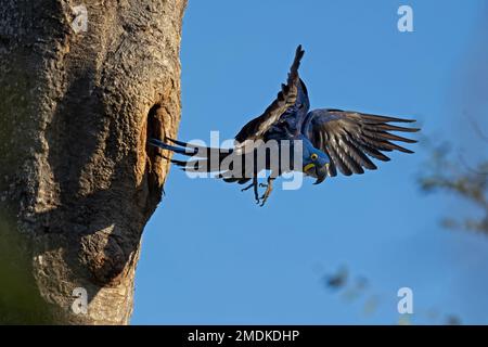 Jacinthes Macaw (Anodorhynchus hyacinthinus) sortant du nid, cavité du nid d'arbre, Pantanal, Brésil, Amérique du Sud Banque D'Images