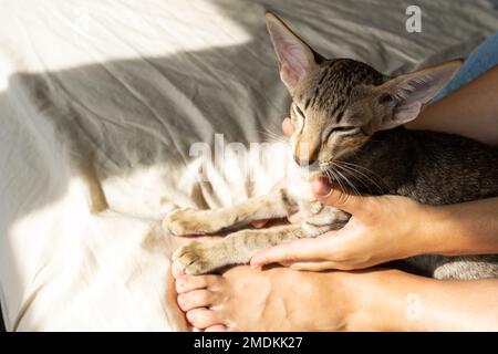 Petit tabby tabby oriental dormant sur un lit à côté des pieds d'une femme Banque D'Images