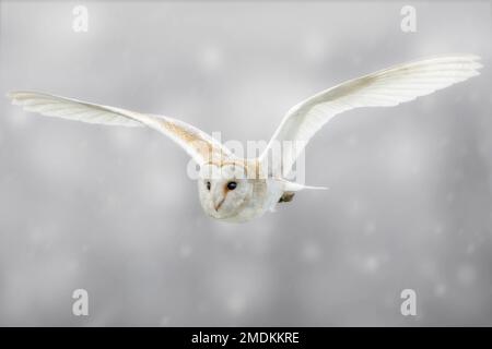 Un hibou de la grange en vol. Yorkshire, Royaume-Uni : CES SUPERBES images prises le vendredi 20th janvier dernier montrent un hibou de la grange du Yorkshire qui s'enterre dans et hors du f Banque D'Images