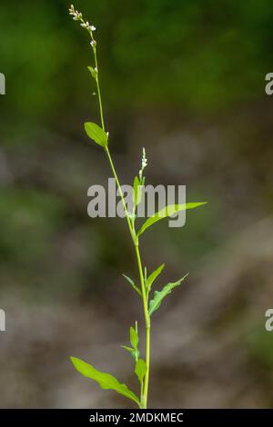 Herbe à puce au poivre de marsh, poivre d'eau (Persicaria hydropiper), floraison, Allemagne, Bavière Banque D'Images