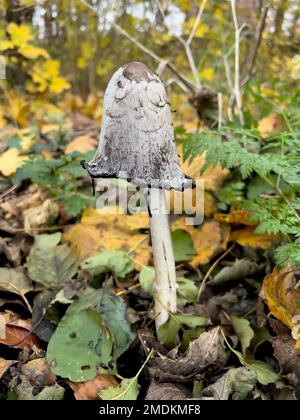 Calotte à encre de Shaggy, perruque d'avocat, mane de Shaggy (Coprinus comatus, Coprinus ovatus), fructification sur le terrain forestier, vue latérale, Allemagne, Basse-Saxe Banque D'Images