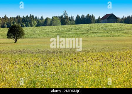 Arbre unique sur vert luxuriant, en partie mown pré au début de l'été, Allemagne, Bavière, Pfaffenwinkel Banque D'Images