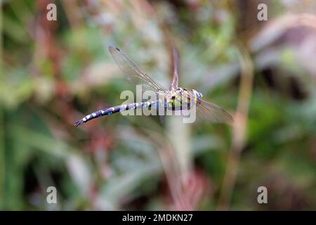 Darner bleu-vert, aeshna méridional, belvédeur méridional (Aeshna cyanoa), homme en vol, Allemagne, Bavière Banque D'Images