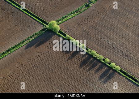 Rangée d'arbres le long du fossé de drainage dans le paysage de champ, vue aérienne, Belgique, Vlaams-Brabant, Demervallei, Zichem Banque D'Images