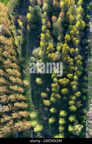 Vue aérienne d'une forêt, Belgique, Vlaams-Brabant, Demerbroeken, Zichem Banque D'Images