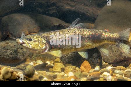 Truite brune, truite de rivière, omble de fontaine (Salmo trutta fario), avec poisson pêché dans l'embouchure, Allemagne Banque D'Images