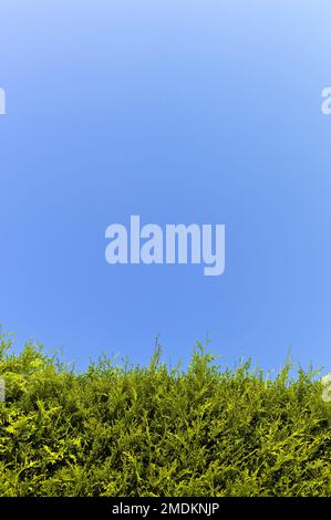 Thuja haie contre le ciel bleu Banque D'Images