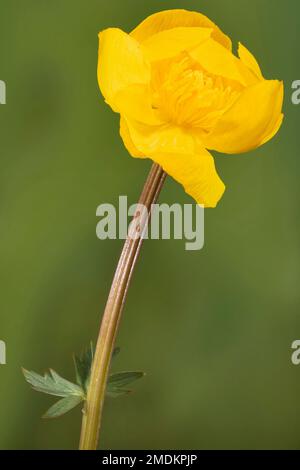 Globeflower européen, Globe Flower (Trollius europaeus), Flower, Allemagne, Bavière, Murnauer Moos Banque D'Images