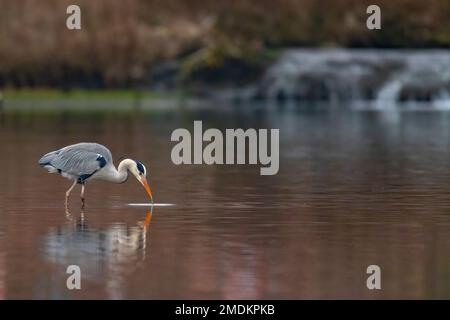 Héron gris (Ardea cinerea), pêche en eau peu profonde, vue latérale, Allemagne Banque D'Images