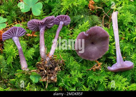 Amethyst deceiver (Laccaria amethystea, Laccaria amethystinina), fructifications , Allemagne, Bavière Banque D'Images