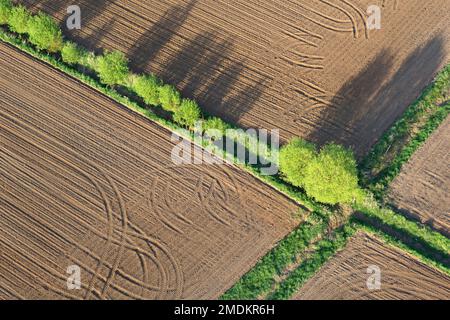 Rangée d'arbres le long du fossé de drainage dans le paysage de champ, vue aérienne, Belgique, Vlaams-Brabant, Demervallei, Zichem Banque D'Images