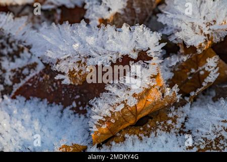 Belles formes et motifs de cristaux de glace en plein soleil sur une feuille en hiver, Allemagne Banque D'Images