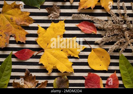 automne feuilles colorées avec différents arbres jaune rouge vert se trouvent sur un fond rayé noir et blanc, feuilles d'automne pour un fond, congé d'automne Banque D'Images